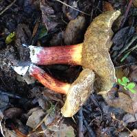 Boletus chrysenteron image