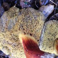 Boletus chrysenteron image