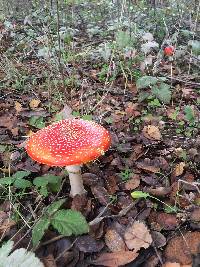 Amanita muscaria image