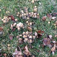 Coprinellus micaceus image