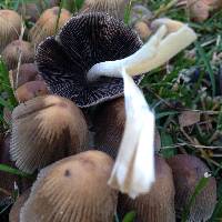 Coprinellus micaceus image