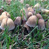 Coprinellus micaceus image