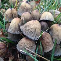 Coprinellus micaceus image