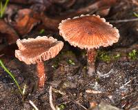 Laccaria laccata image