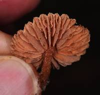 Laccaria laccata image