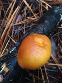 Gymnopilus sapineus image