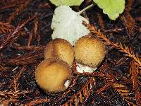 Lycoperdon umbrinum image