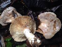 Lactarius argillaceifolius var. megacarpus image