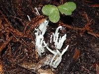 Clavaria fragilis image