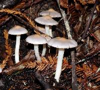 Inocybe geophylla image