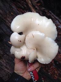 Pleurotus ostreatus image