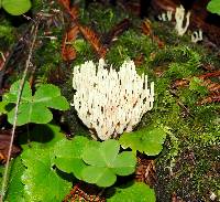 Clavulina coralloides image