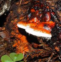 Fomitopsis pinicola image