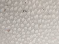 Pseudohydnum gelatinosum image