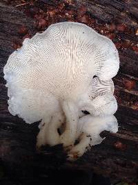 Pleurotus ostreatus image