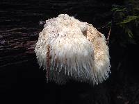 Hericium erinaceus image