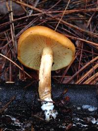 Gymnopilus sapineus image