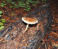 Pluteus cervinus image