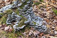 Trametes versicolor image