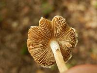 Inocybe whitei image