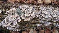 Trametes versicolor image