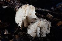 Chlorophyllum brunneum image