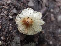 Inocybe whitei image