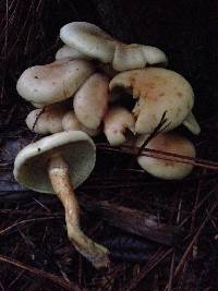 Hypholoma capnoides image