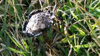 Coprinus comatus image