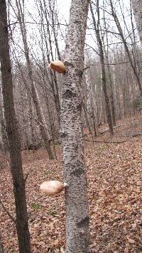 Piptoporus betulinus image