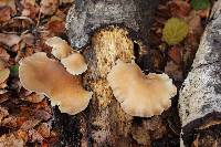 Pleurotus ostreatus image