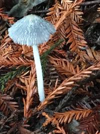 Coprinopsis lagopus image