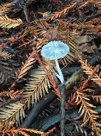 Coprinopsis lagopus image