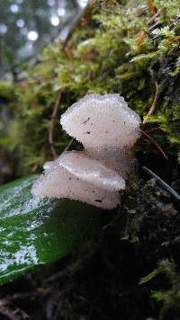 Pseudohydnum gelatinosum image