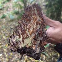 Calocera fusca image