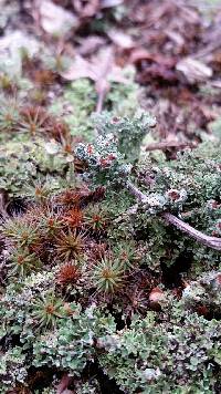 Cladonia caespiticia image