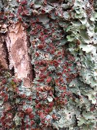 Lobaria quercizans image