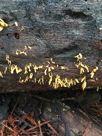 Calocera cornea image