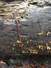 Calocera cornea image