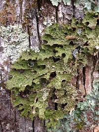 Lobaria pulmonaria image