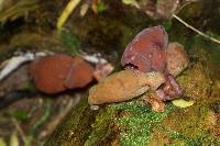 Auricularia cornea image