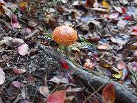 Amanita muscaria image