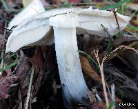 Volvariella gloiocephala image