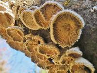 Schizophyllum commune image