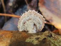 Schizophyllum commune image