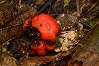 Leratiomyces erythrocephalus image