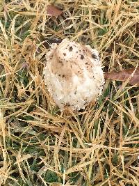 Coprinus comatus image