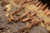 Calocera fusca image