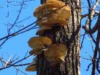 Pleurotus ostreatus image