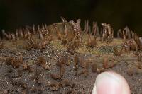 Calocera fusca image